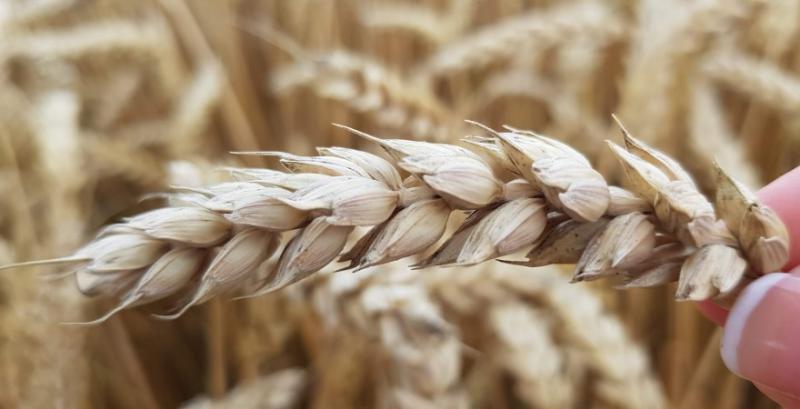 Китай став найбільшим світовим імпортером пшениці