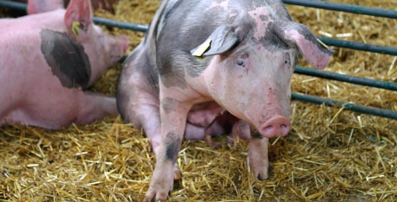 Закупівельні ціни на живих свиней відновили зростання
