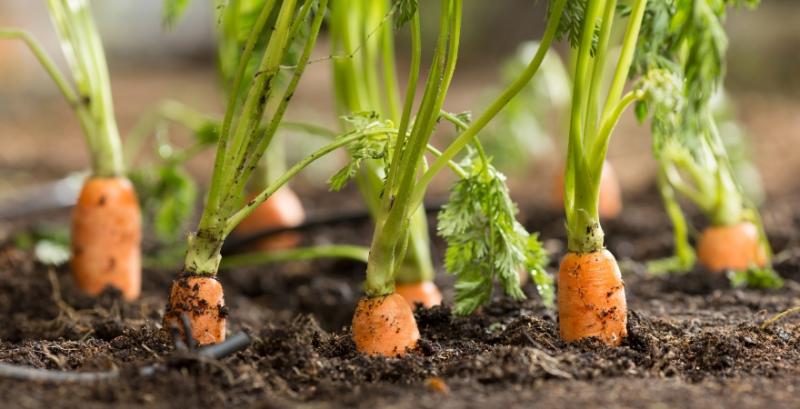 Виробник овочів з Миколаївщини розпочав сівбу моркви
