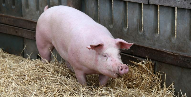 Закупівельні ціни на живих свиней перевищили 62 грн/кг