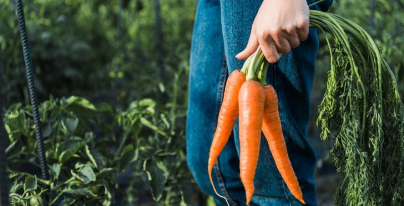 Виробники на 24% підняли ціни на моркву