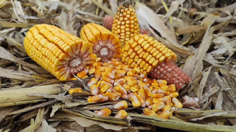 В українських портах ціни на кукурудзу сягають $150/т