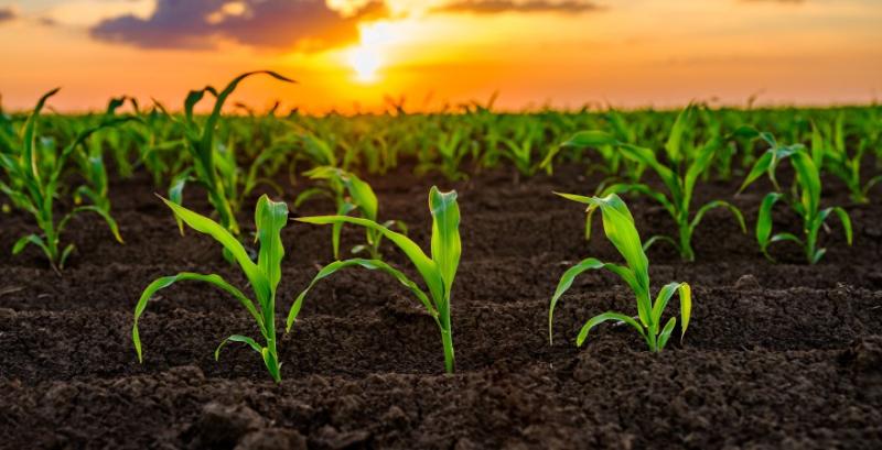 Ключові аспекти досходового захисту соняшника і кукурудзи від бур'янів — поради фахівця