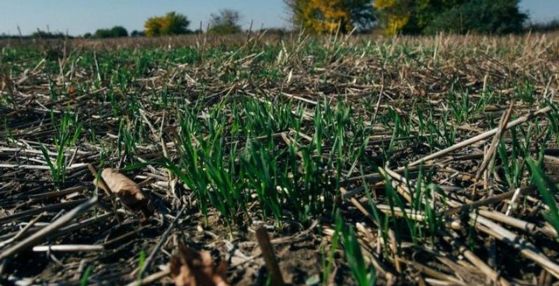 Пшениця посіяна по no-till