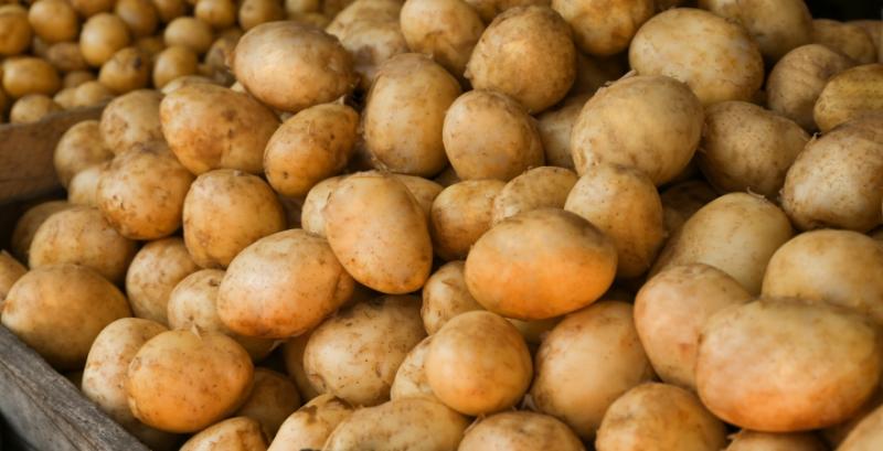 В Україну почали масово завозити картоплю з Єгипту та Азербайджану