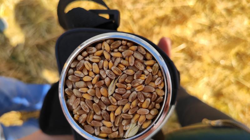 Ціни на фуражну пшеницю в портах тримаються на рівні кукурудзи
