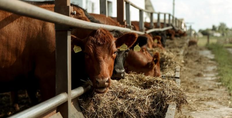 Промислові молочно-товарні ферми 5 регіонів нарощують поголів'я ВРХ