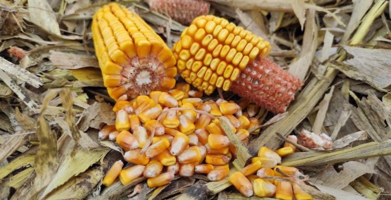 Найбільший кукурудзяний штат США напередодні посівної потерпає від посухи