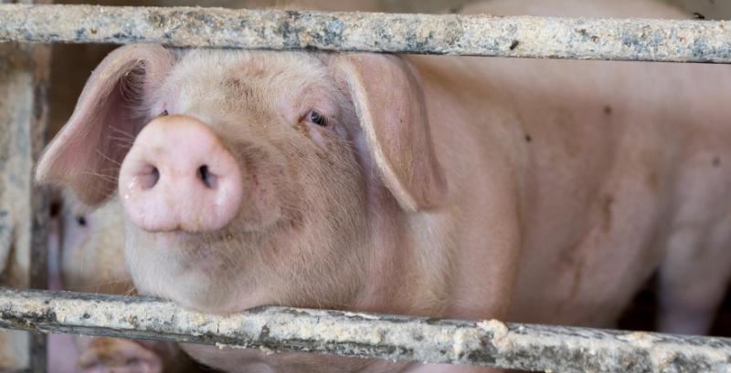 Ціни закупівлі живця свиней опустились до 55 грн/кг