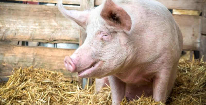 Кількість свиней за рік зросла на 3%