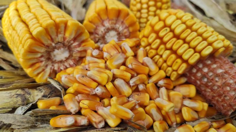 Врожайність кукурудзи напряму залежить від вибору насіння — фермер