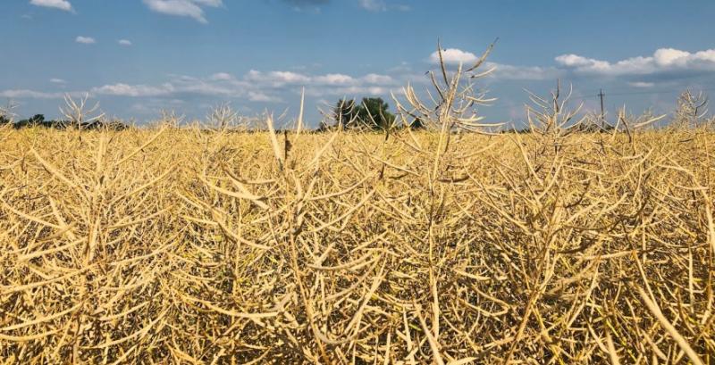 Аналітики прогнозують для українських фермерів вдалий сезон ріпаку 