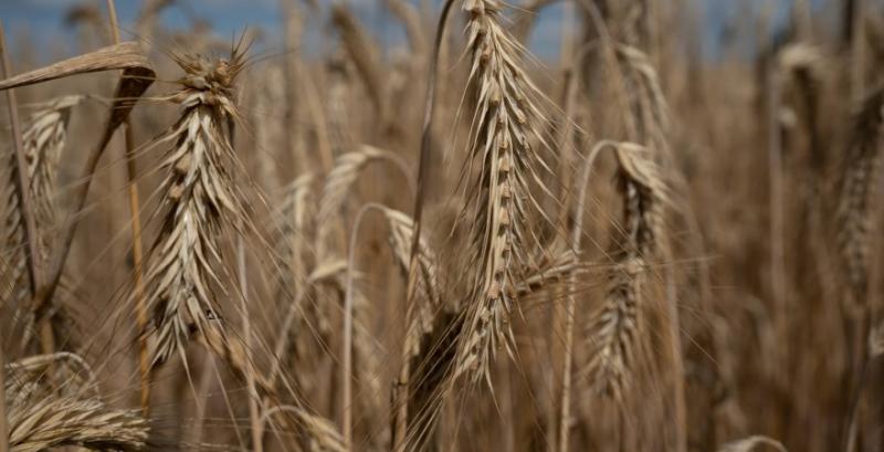 Трейдери активно розпродують залишки пшениці минулого врожаю