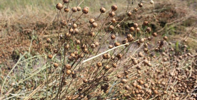 В Україні на чверть збільшились площі посіву коріандру