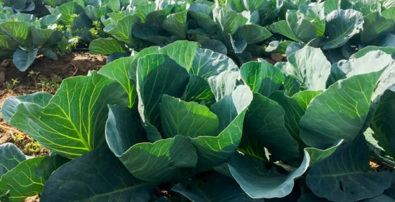 Замість пшениці та ріпаку волинський фермер висадив капусту Замість пшениці та ріпаку волинський фермер висадив капусту