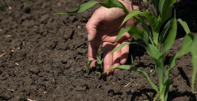 Через засуху на Полтавщині знизиться врожайність кукурудзи, сої та озимої пшениці ― агроном