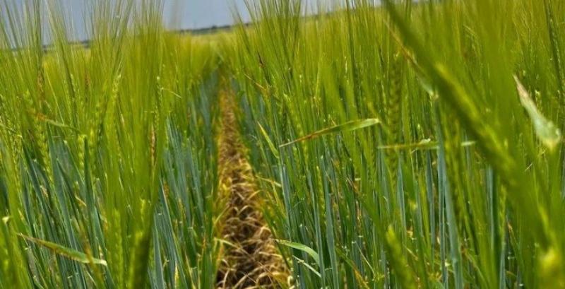 Без дощів ячмінь на Одещині може не сформувати зерно — фермер