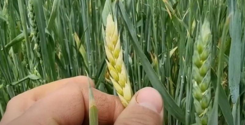 Підмерзлий колос пшениці Підмерзлий колос пшениці