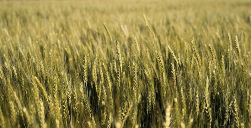 Через несприятливі погодні умови USDA знизило прогноз виробництва пшениці в Україні