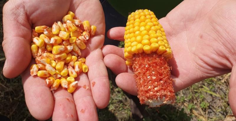 Трейдери переходять з кукурудзи на торгівлю новим врожаєм ранніх зернових