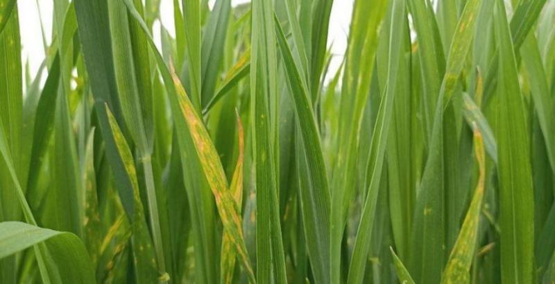 Септоріоз на пшениці