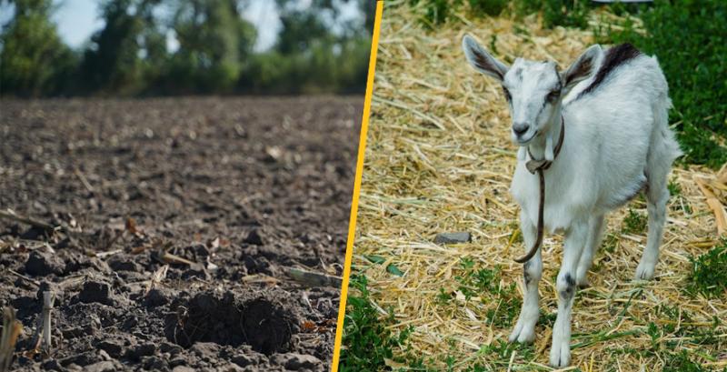 В ДАР стартує прийом заяв від фермерів на земельну дотацію та утримання тварин