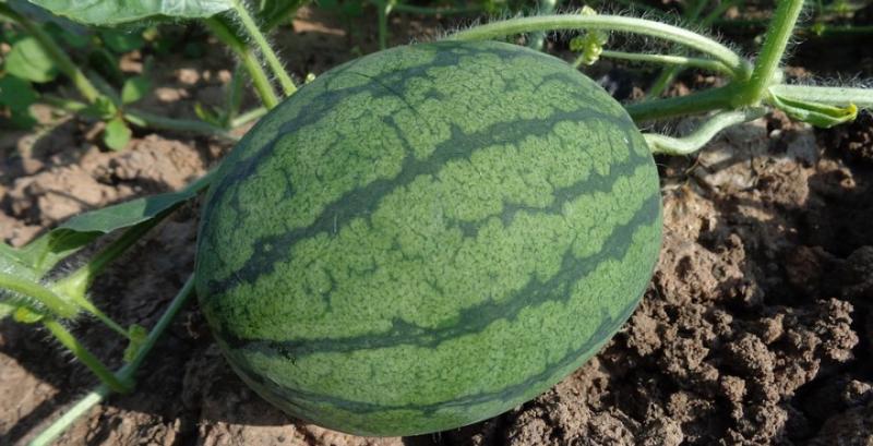 На Одещині очікується рекордний врожай баштанних