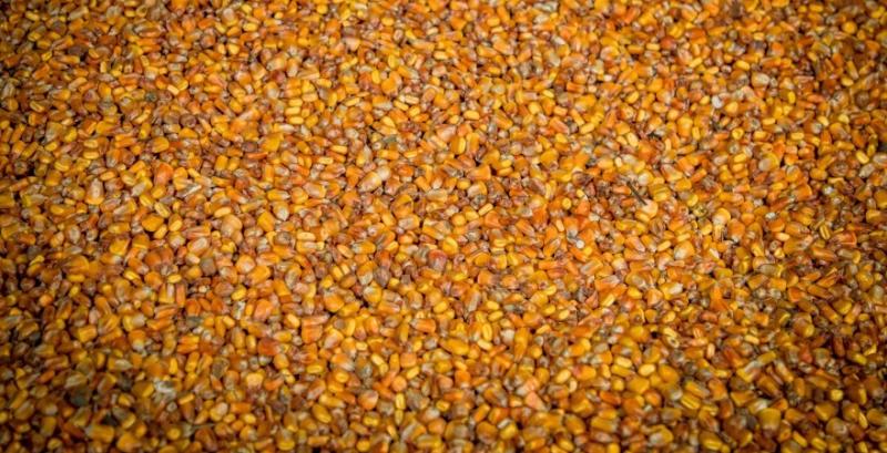 Ціни на новий врожай кукурудзи знизились до $155-160/т