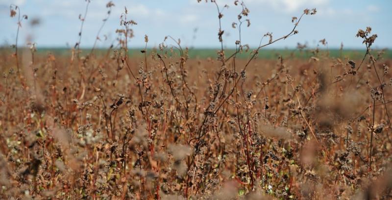 Аграрії розпочали збір гречки нового врожаю