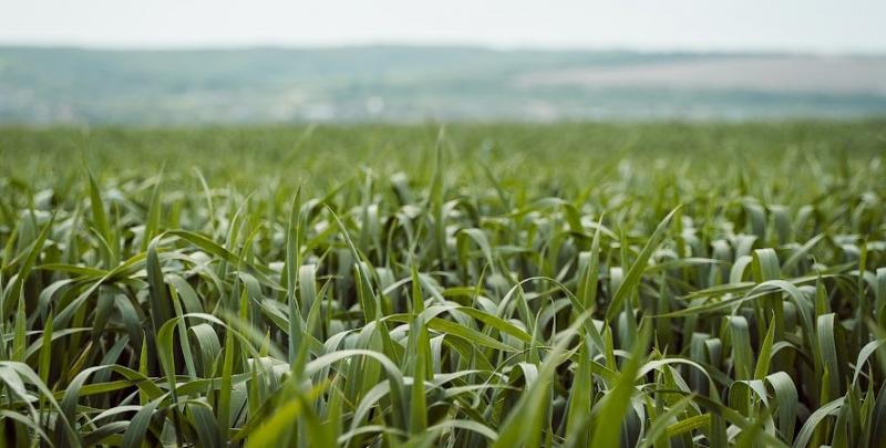 Як підготуватись до посіву озимої пшениці, — поради експерта