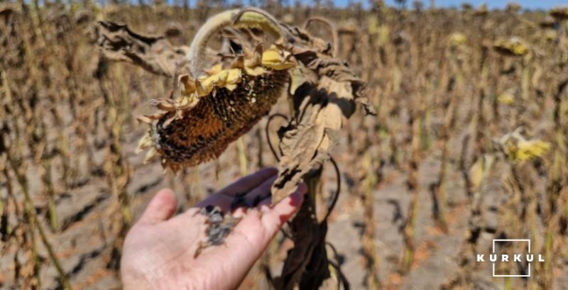 Переробники на фоні обмеженої пропозиції підвищують ціни на соняшник Переробники на фоні обмеженої пропозиції підвищують ціни на соняшник