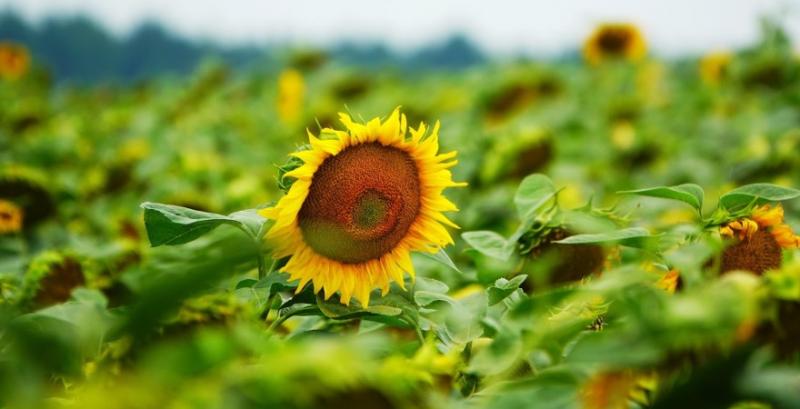 NASA Harvest створили карти посівних площ соняшнику в Україні