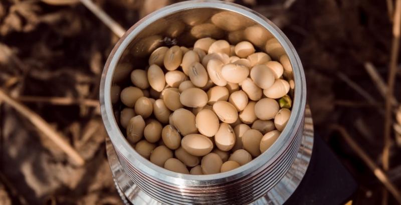 Аналітики радять відкласти продажі сої: ціни відновлять зростання Аналітики радять відкласти продажі сої: ціни відновлять зростання