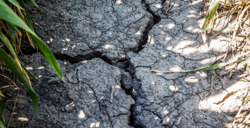 Адаптуватись до змін клімату агровиробникам допоможе лише системний підхід — Нестеренко Адаптуватись до змін клімату агровиробникам допоможе лише системний підхід — Нестеренко