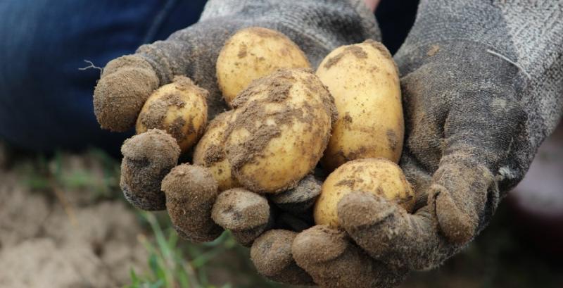 Фермери продовжують підвищувати ціни на картоплю