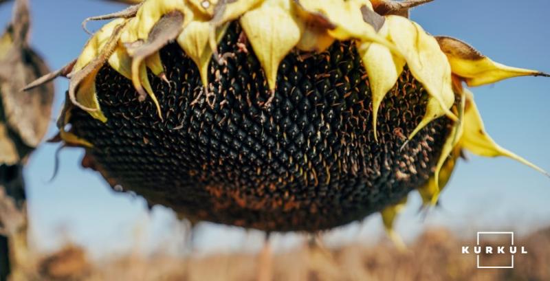 Ціни на соняшник можуть досягти 30 тисяч грн/т — прогноз Ціни на соняшник можуть досягти 30 тисяч грн/т — прогноз