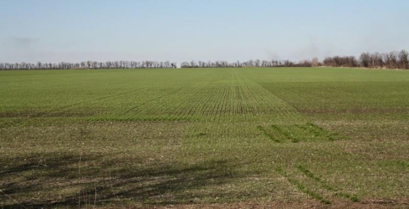 На Одещині сільрада блокує аукціони з оренди держземель