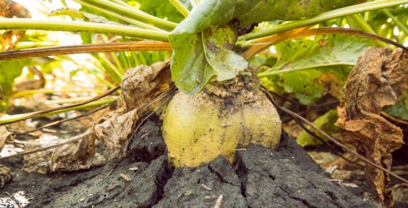 Аграріям цьогоріч вдалось заробити на цукрових буряках