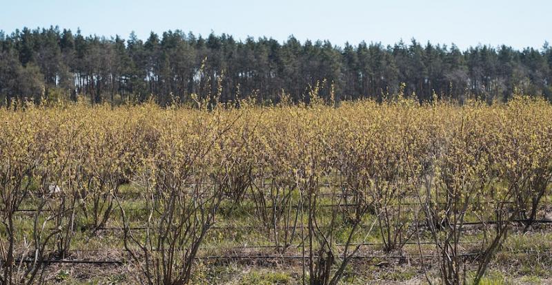 Плантація лохини