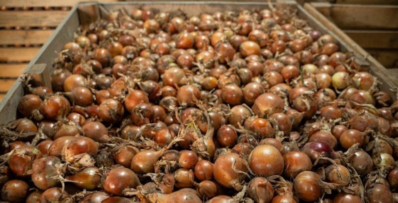 В Україні планують розпочати проєкт з будівництва овочесховищ