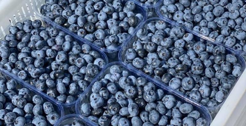 Лохина Лохина