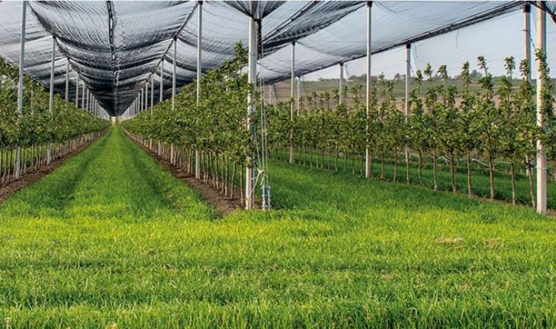 Фермерське господарство на Вінниччині заклало сучасний промисловий сад на грантові кошти Фермерське господарство на Вінниччині заклало сучасний промисловий сад на грантові кошти