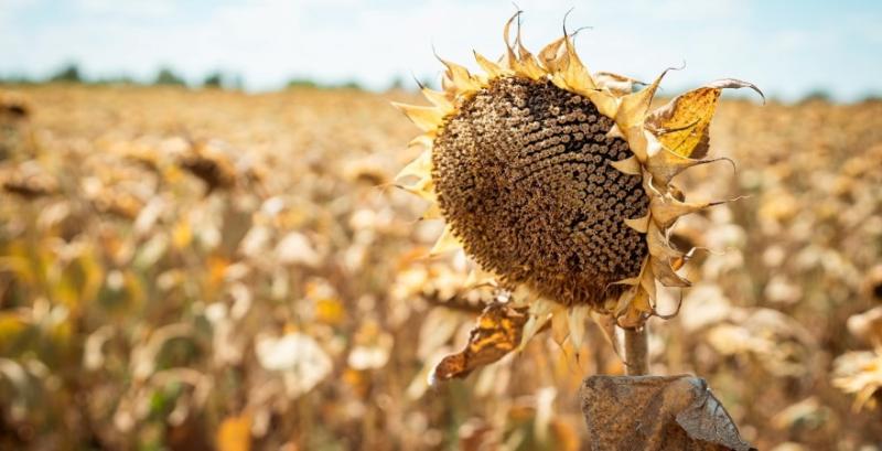 Площі під соняшником у новому сезоні можуть перевищити 5 млн га