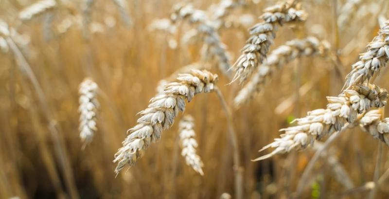 Пшениця