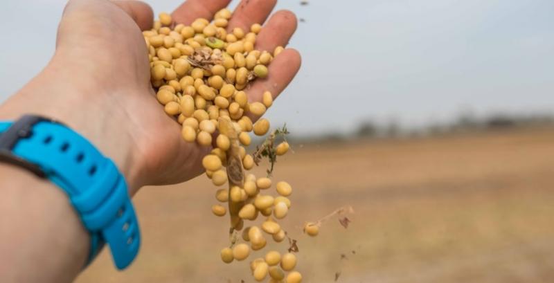 Переробка соєвих бобів сягнула місячного максимуму Переробка соєвих бобів сягнула місячного максимуму