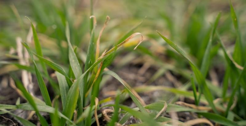 Тепла погода сприяла розвитку хвороб на загущених посівах озимих зернових Тепла погода сприяла розвитку хвороб на загущених посівах озимих зернових