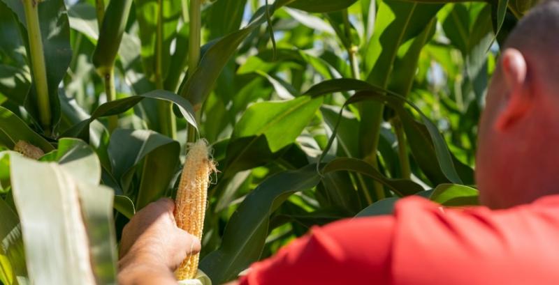 Молочні ферми дедалі частіше обирають силосні гібриди кукурудзи