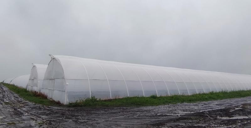 Теплиці ТОВ «Поділля овочі»