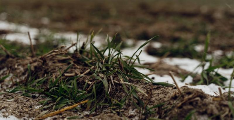 На полях не вкритих снігом мороз пошкодив листкову частину озимих культур — НААН На полях не вкритих снігом мороз пошкодив листкову частину озимих культур — НААН