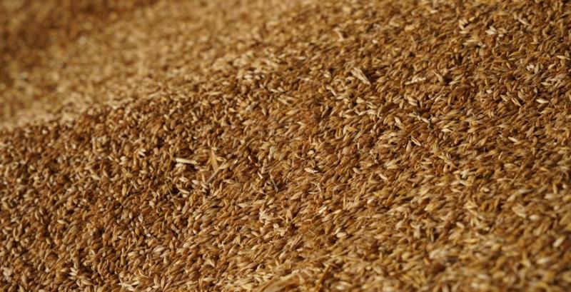 Фуражний ячмінь подорожчав до 10 тисяч грн/т